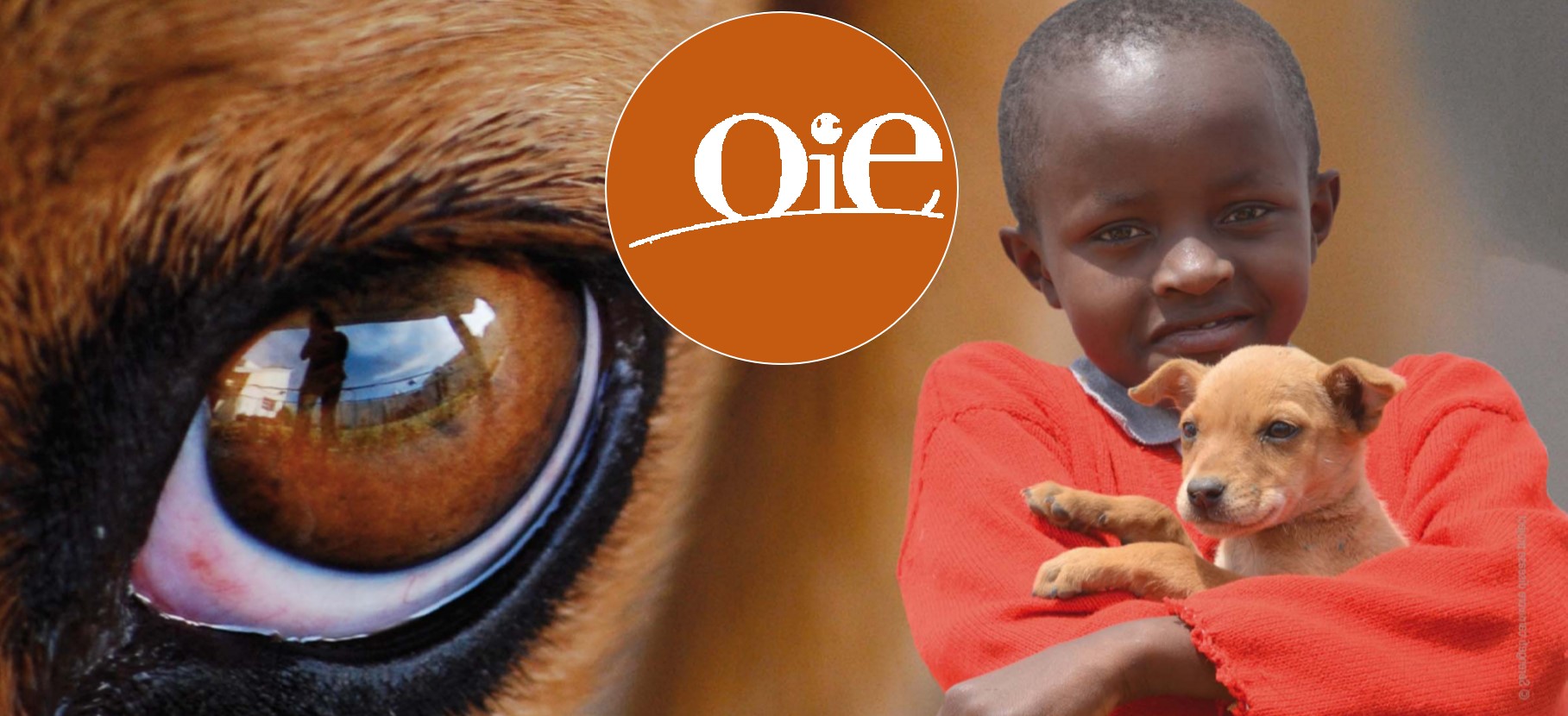 World Rabies Day In Africa A Joint Regional Oie Who Fao Paracon