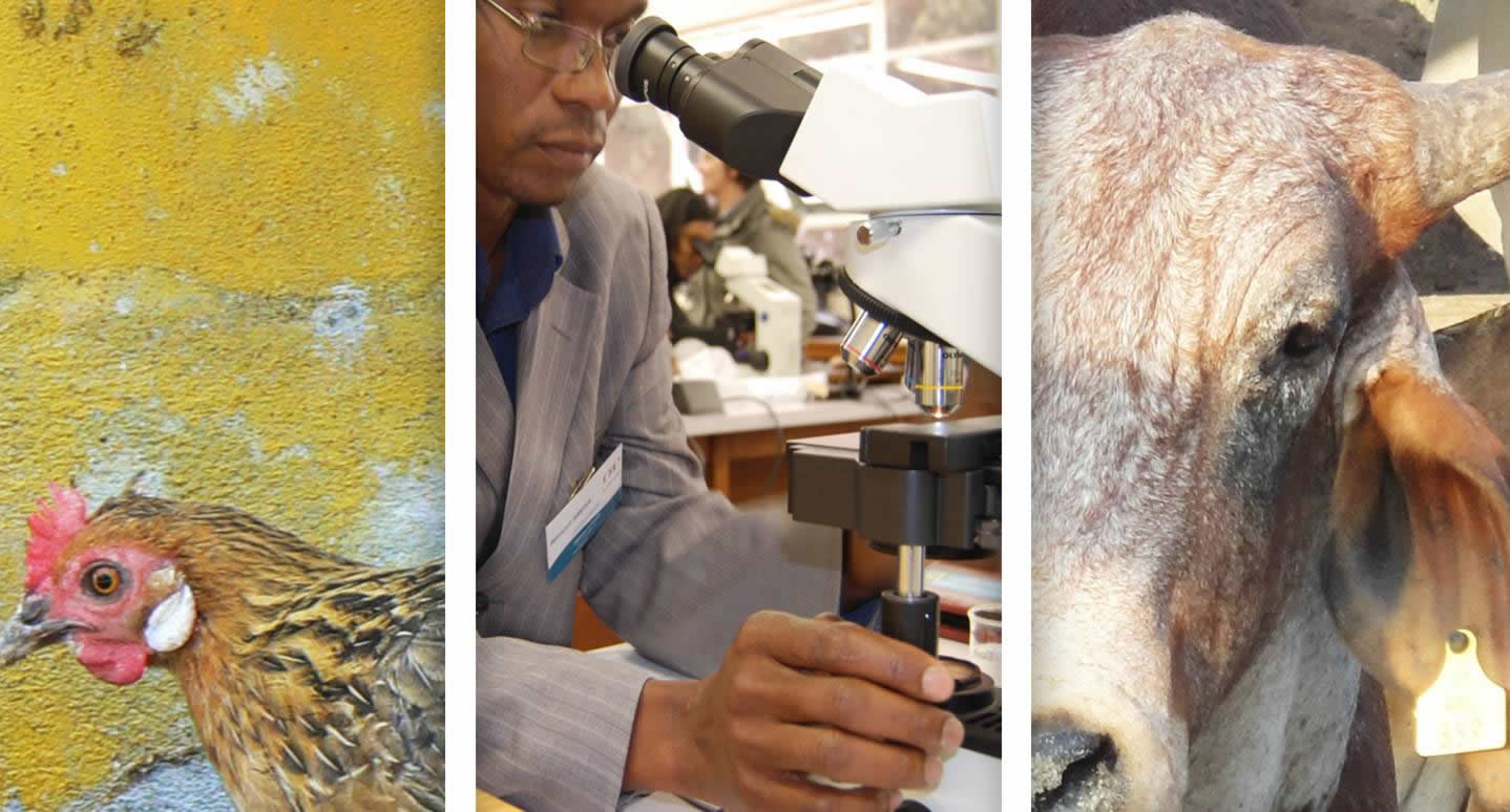 SVSDC (Illustration)