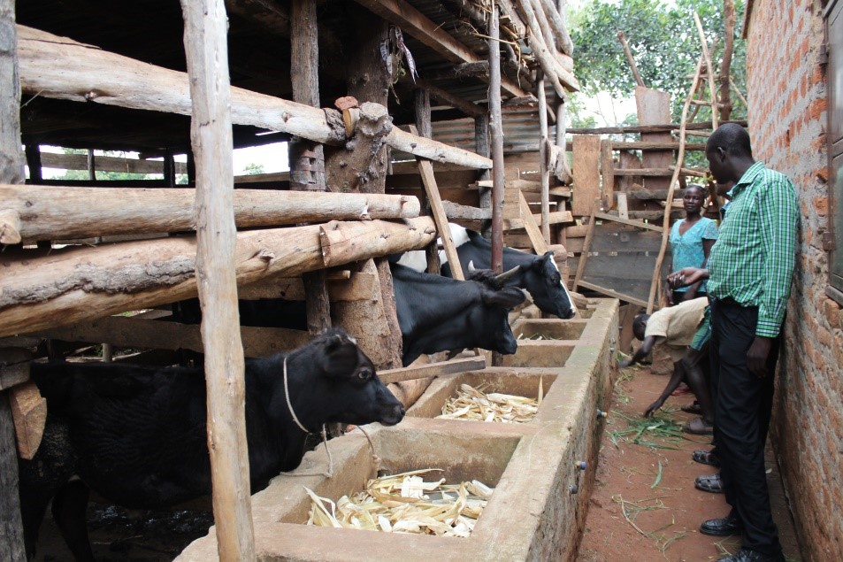 Dairy smallholder in Uganda (PVS Evaluation). Picture © P. Bastiaensen (oie) 2018