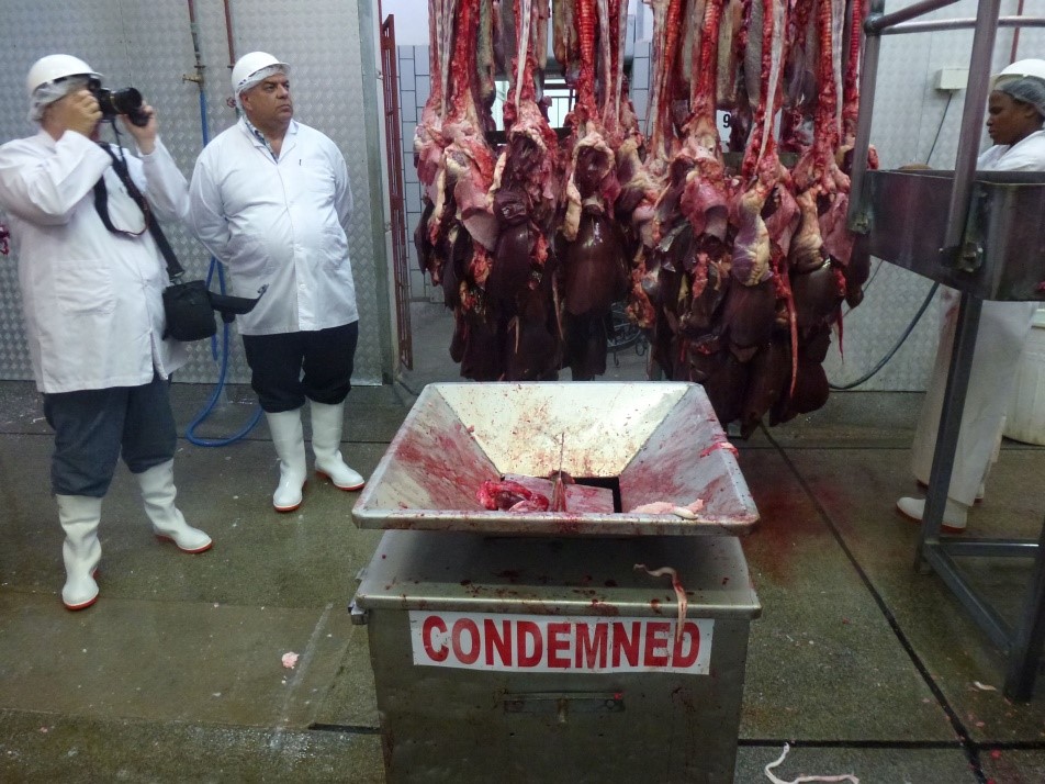 Inspection floor of a slaughter facility in South Africa (PVS Evaluation). Picture © E. Leon (oie) 2012