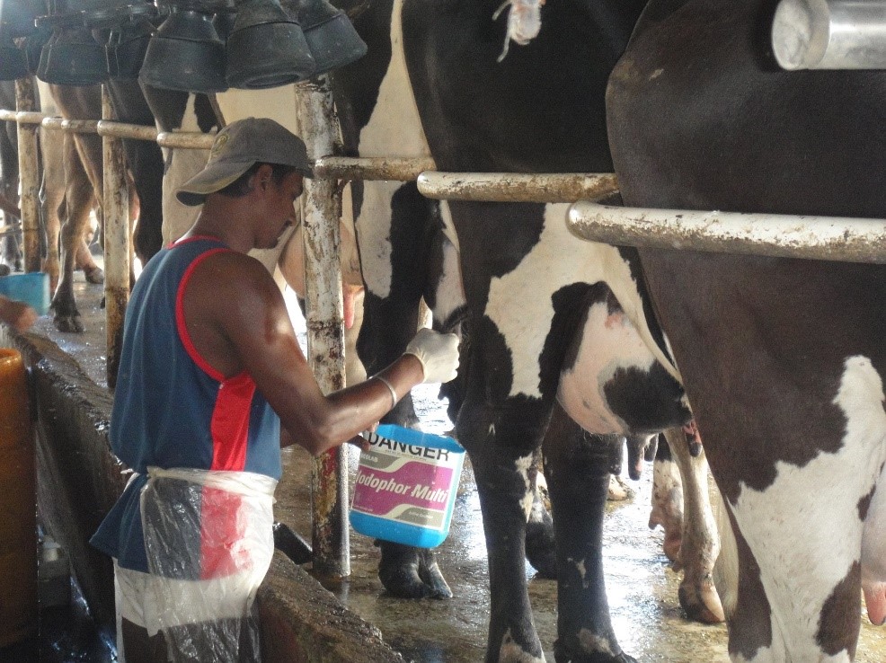 Picture © P. Bastiaensen (oie) 2014