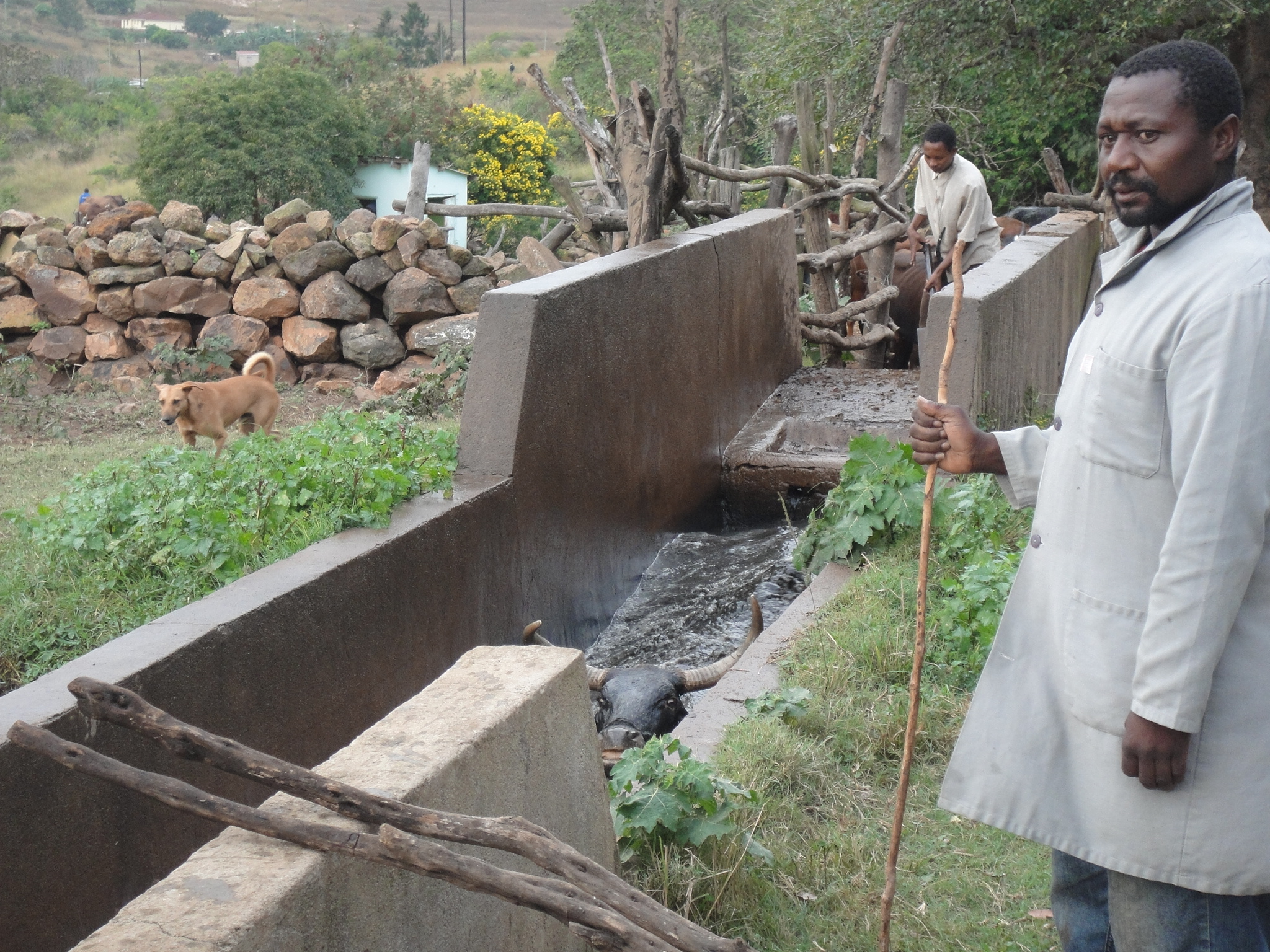a veterinarian supervising cattle's taking a dip