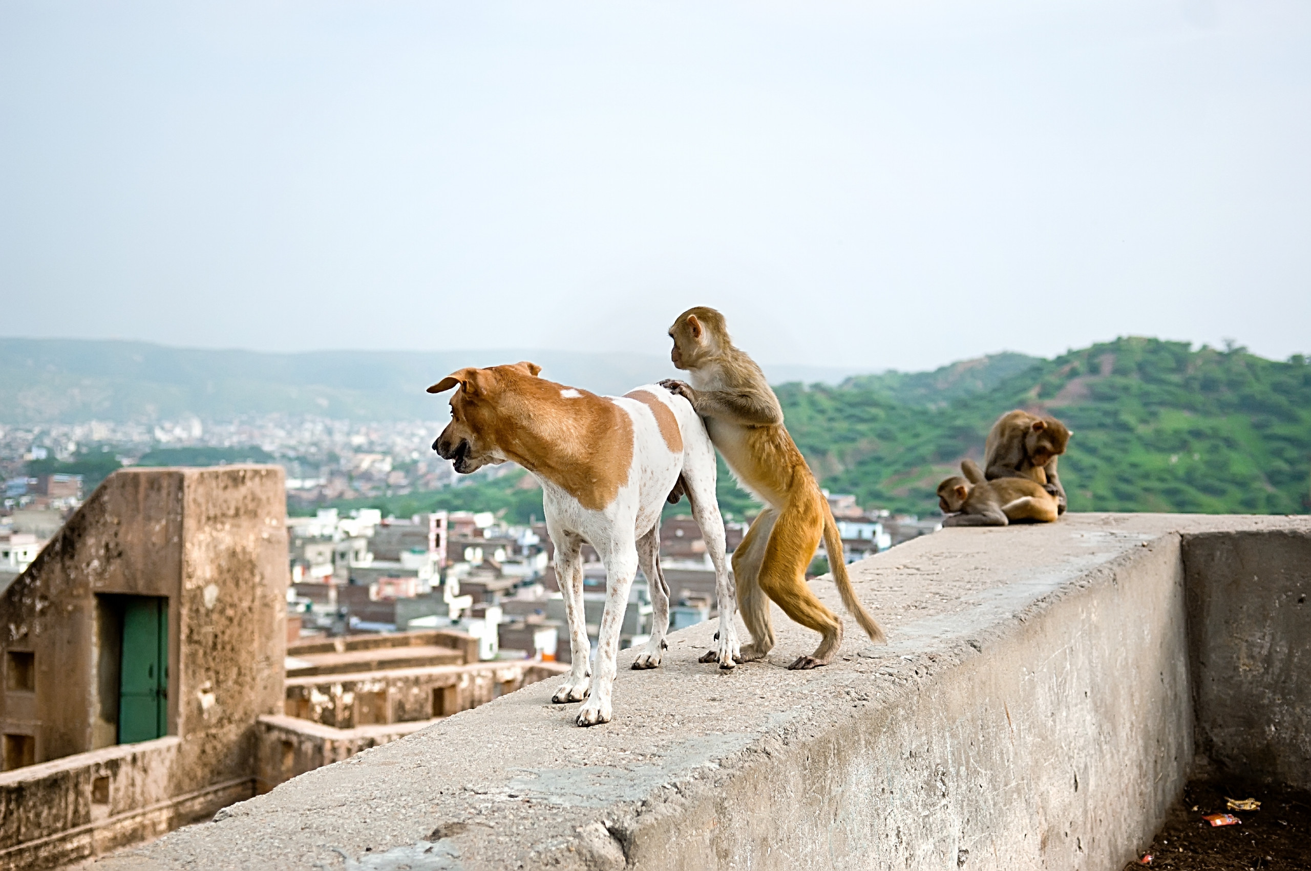 Strengthening Rabies Control Efforts in Eastern Africa: A Call to Action. -  WOAH - Africa