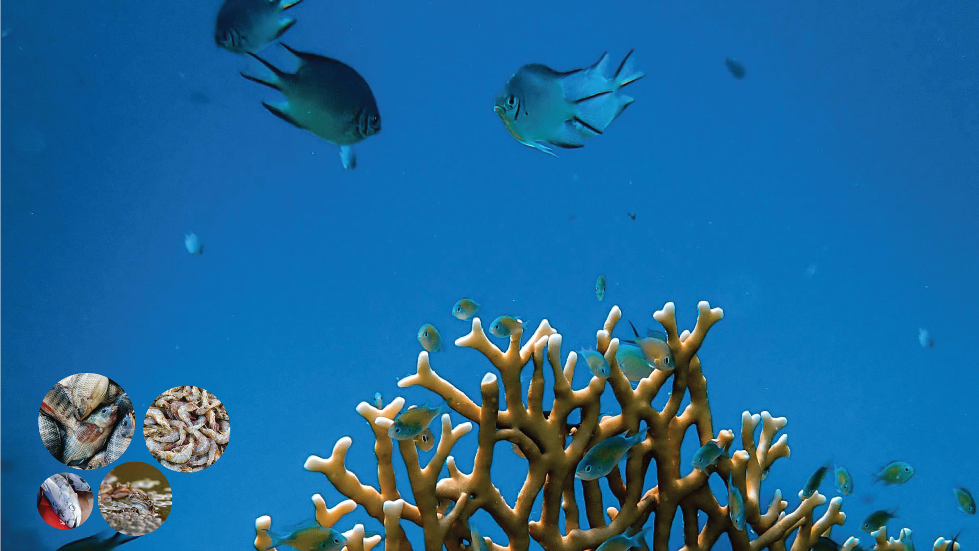 PROGRAMME Workshop Focal Points Aquatic Animals - Kigali (RW) - Oct 2023