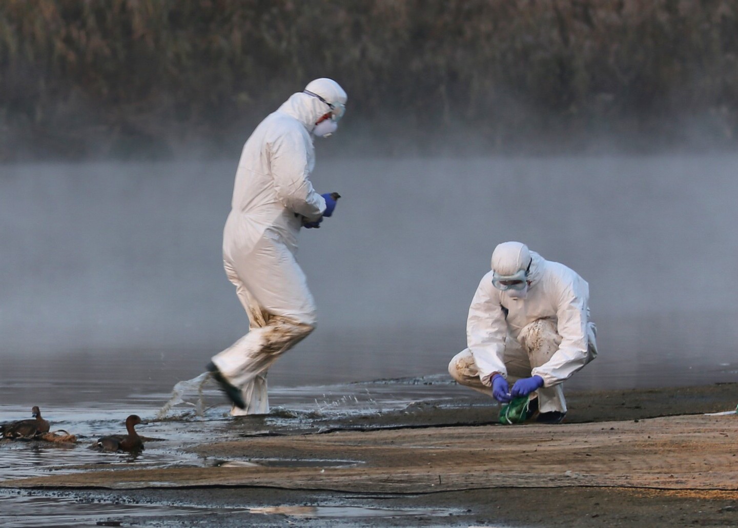 Activities WOAH Africa