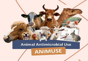 ANIMUSE Presentations