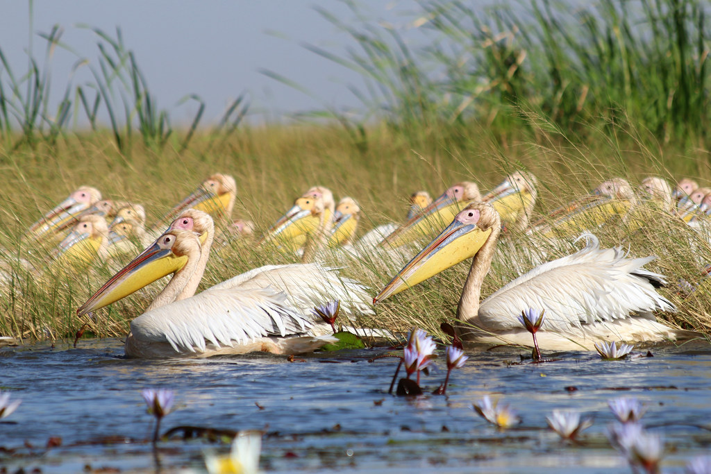 06 Causes profondes / facteurs de propagation de maladies et comment les gérer - Grippe aviaire chez le pelican – Senegal - Mouhamadou M. Fall (Français) ( in French)
