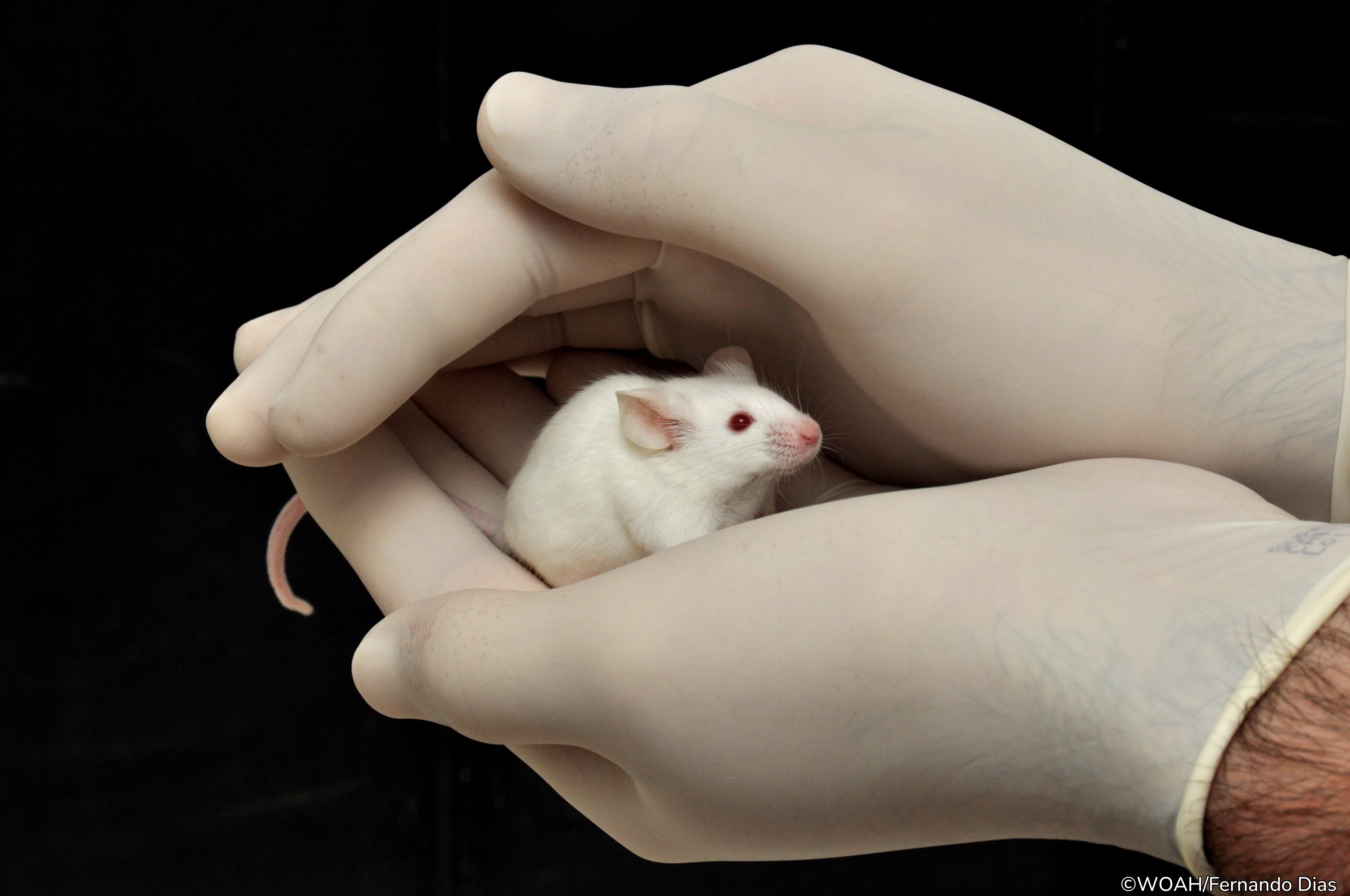 Scientists reviewing surveillance findings
