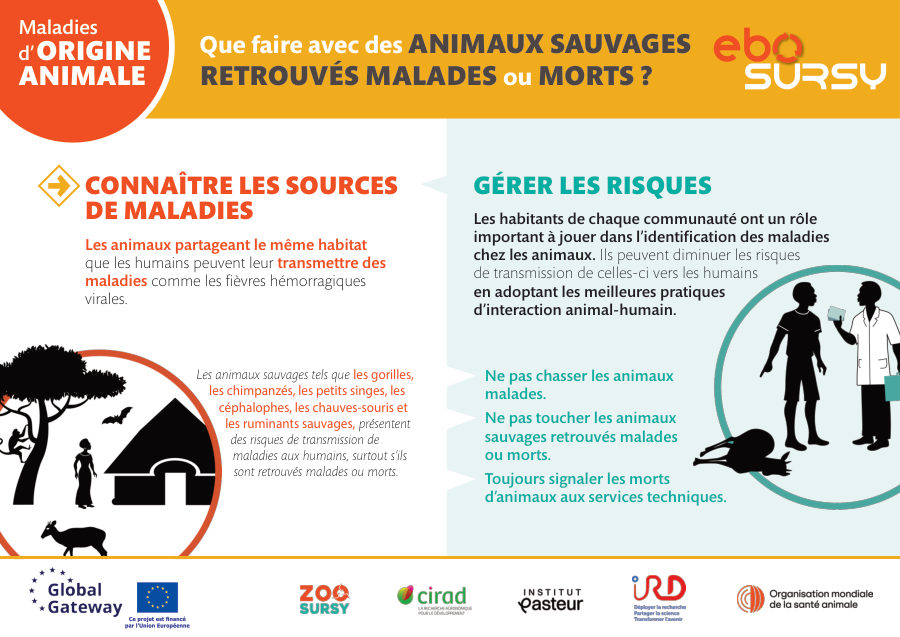 Maladies d'origine animale (orientation verticale)