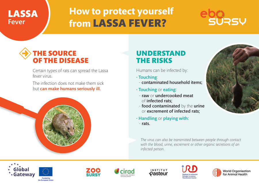 Lassa fever (vertical orientation)