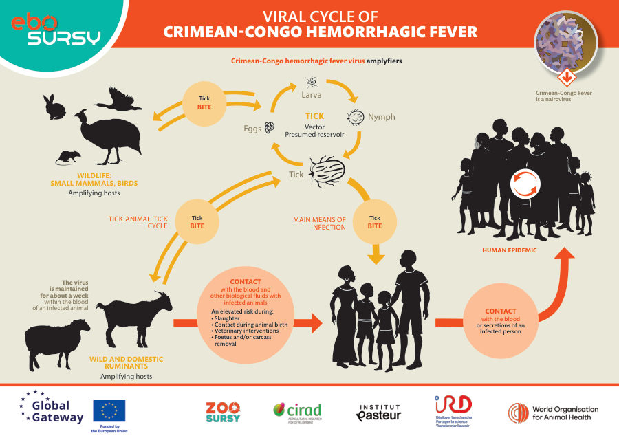 Crimean - Congo Hemorrhagic Fever (CCHF) Poster (landscape)