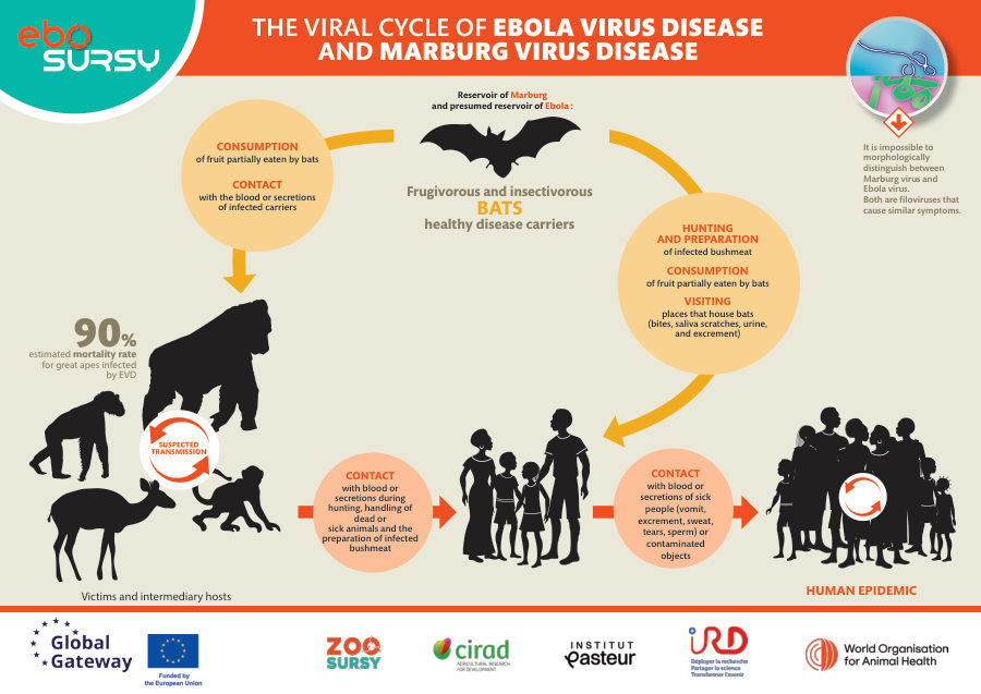 Ebola and Marburg Hemorrhagic Fevers - Poster (landscape)