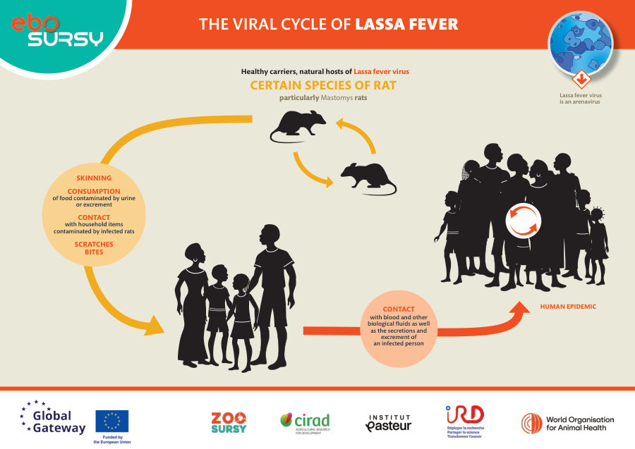 Lassa Fever - Poster (landscape)