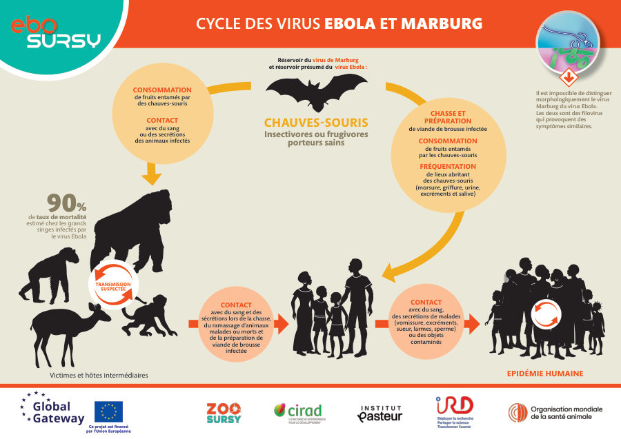 Fièvres hémorrhagiques d'Ebola et de Marburg (Poster) Paysage