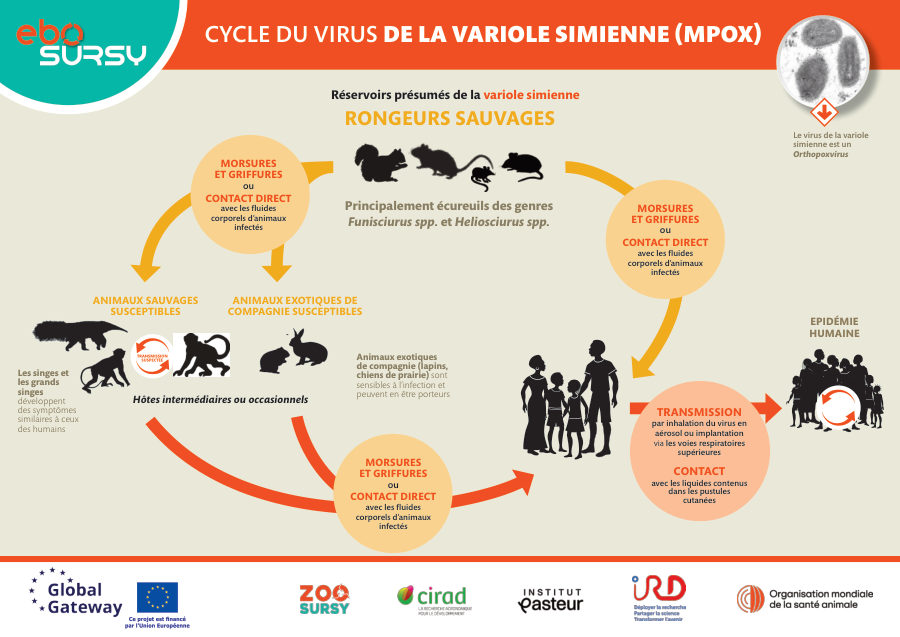Variole simienne (Poster) Paysage