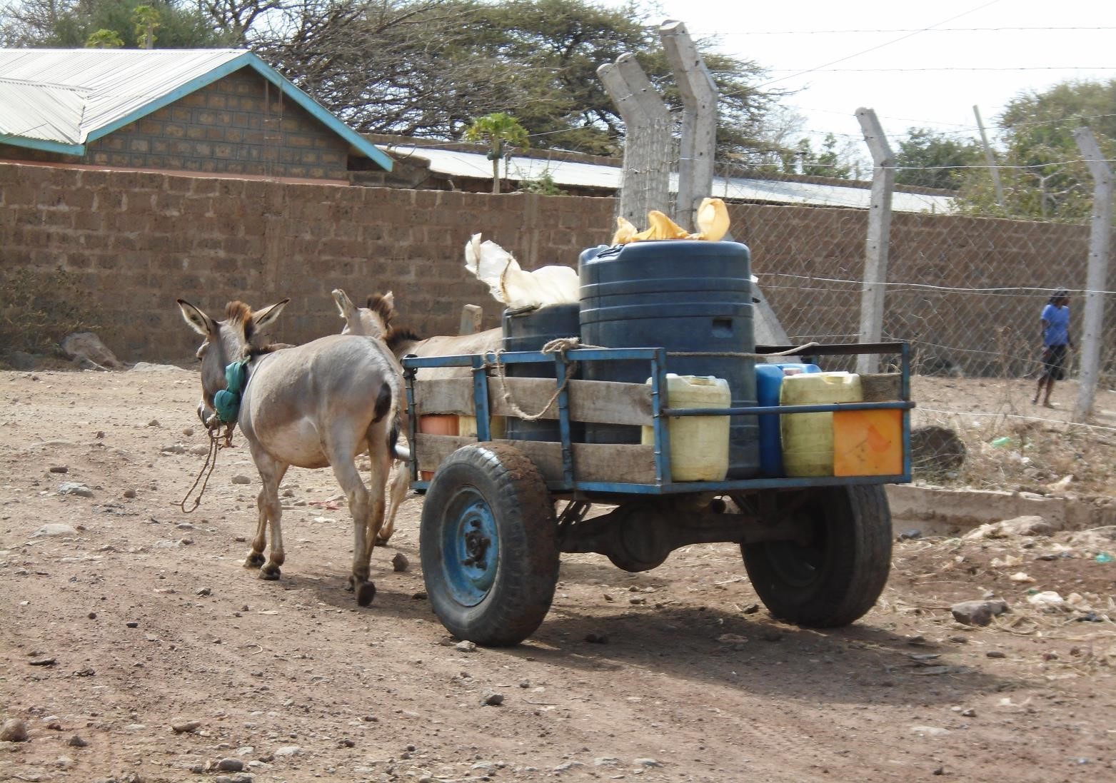 In light of recent events, OIE highlights activities to protect donkey  health and welfare. - WOAH - Africa