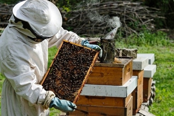 Honey bee health