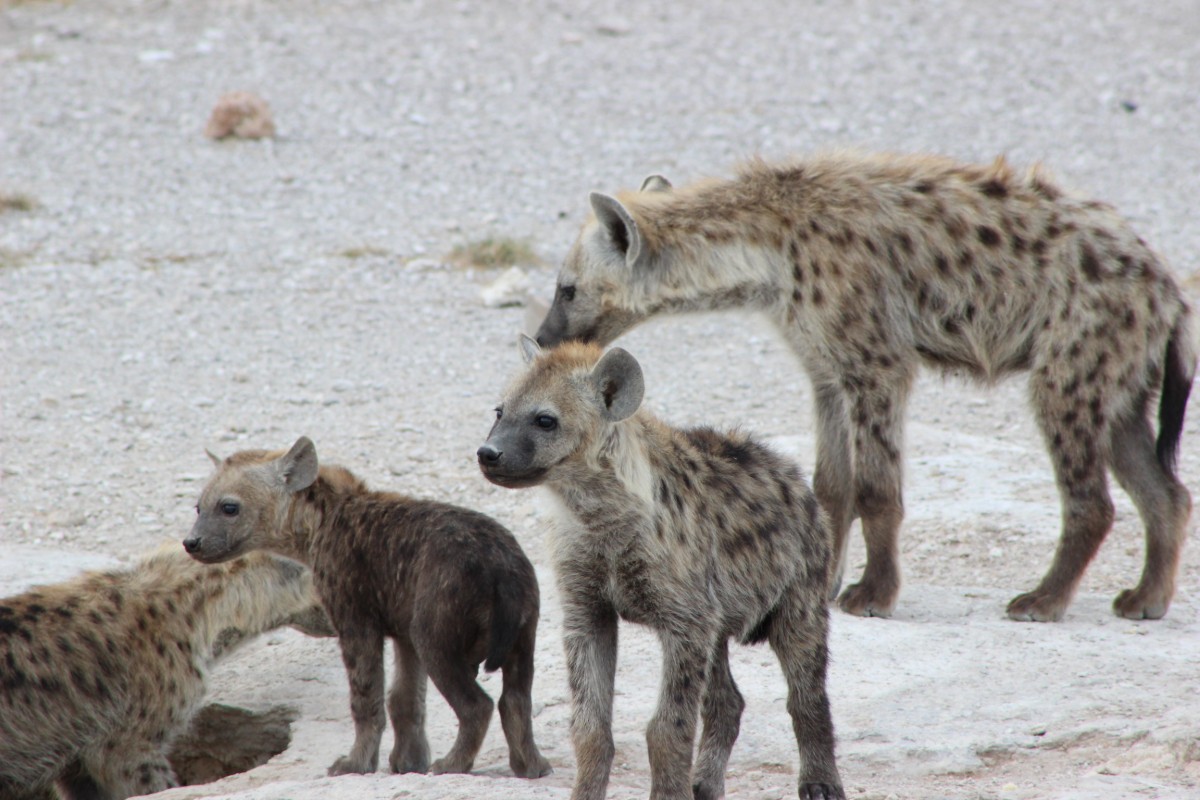 Les principaux animaux sauvages protégés en Chine