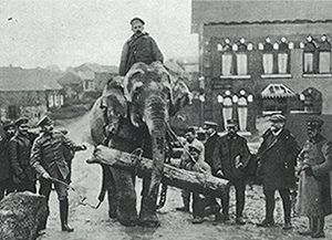 TRIBUTE TO VETERINARIANS IN THE FIRST WORLD WAR - WOAH - Africa