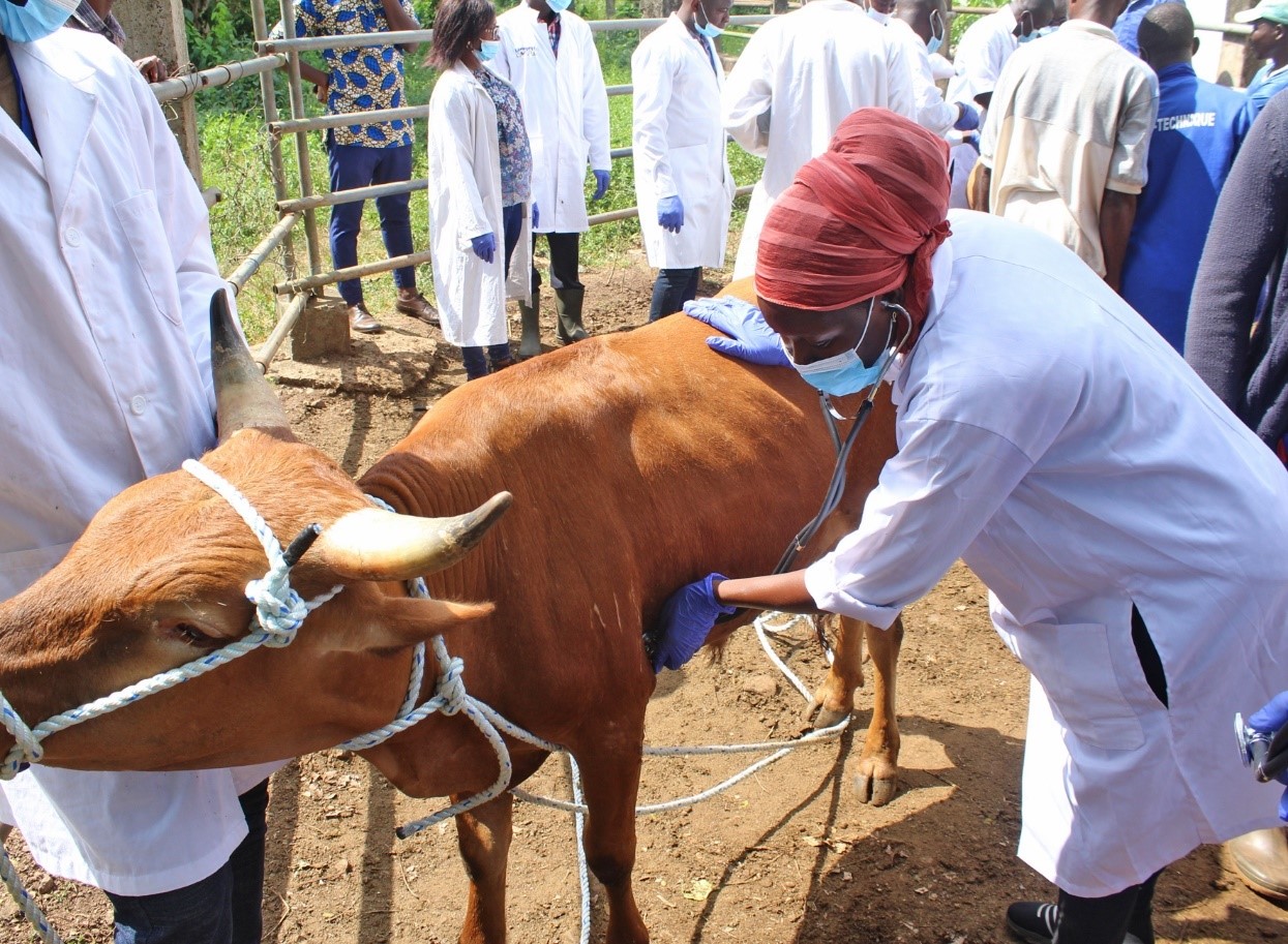 WOAH strengthens the skills of veterinary paraprofessionals in West Africa WOAH Africa
